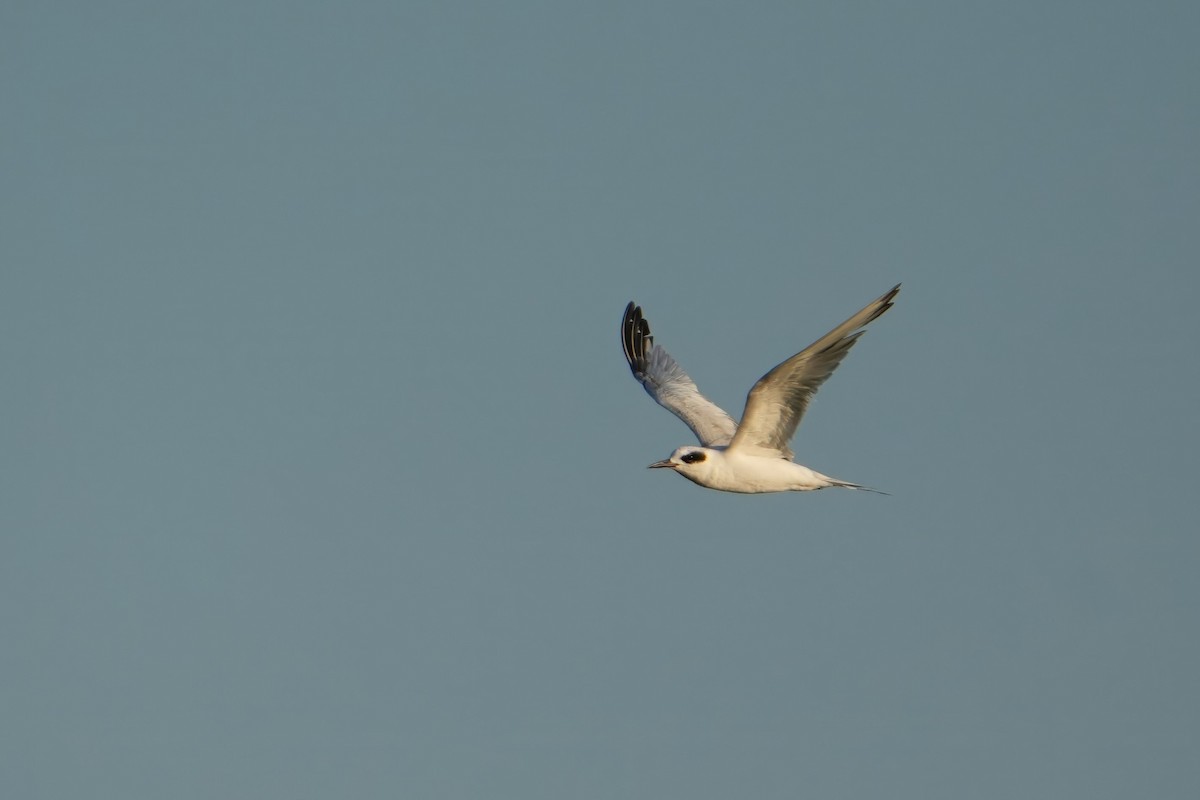 Forster's Tern - ML638483468