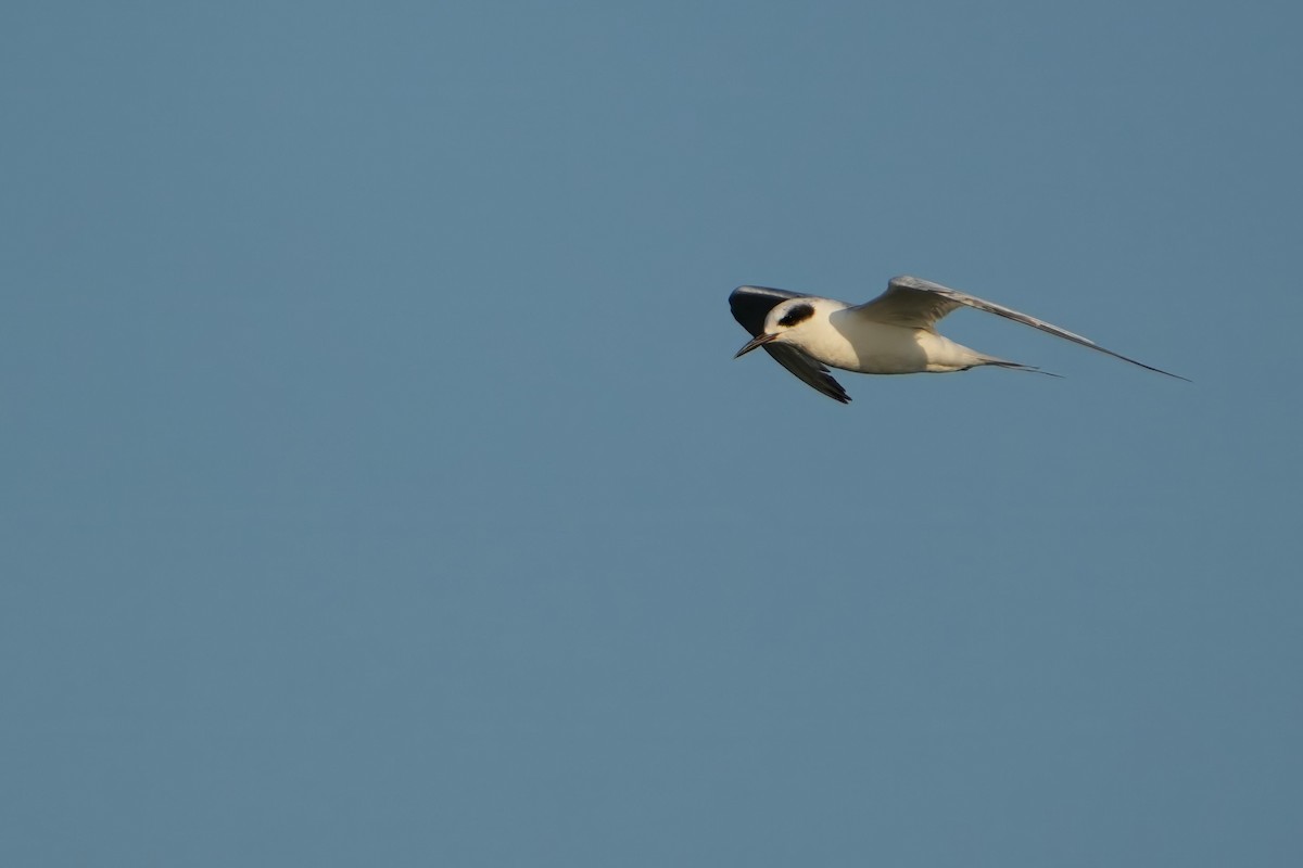 Forster's Tern - ML638483469