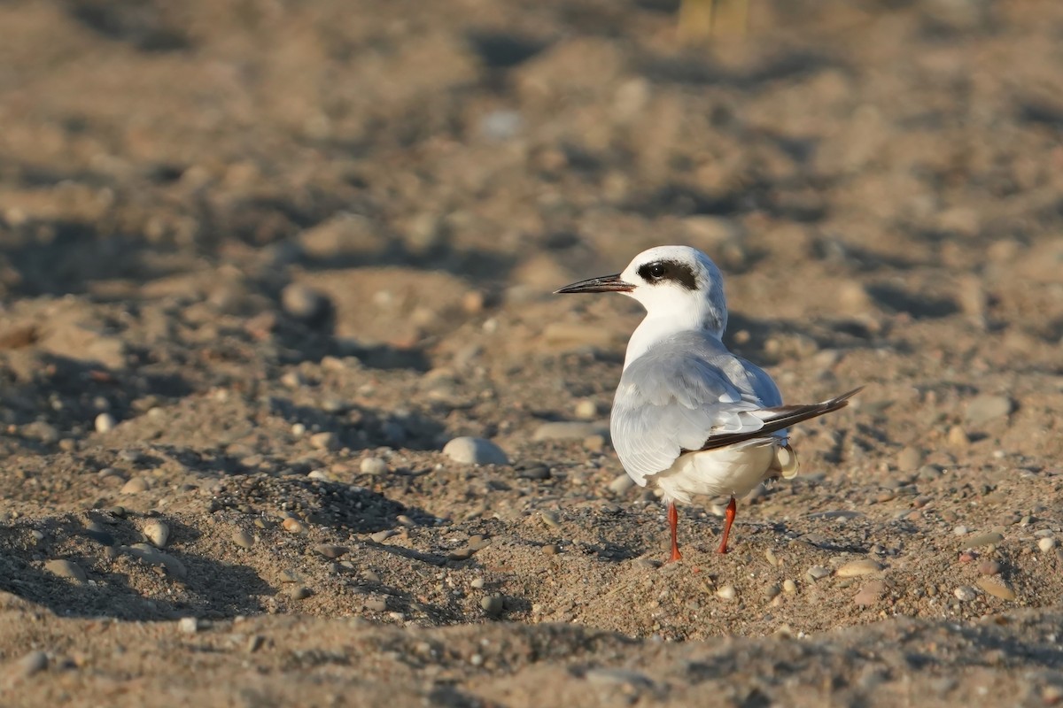 Forster's Tern - ML638483470