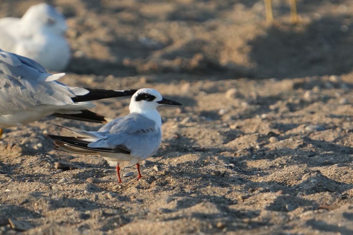 Forster's Tern - ML638483472