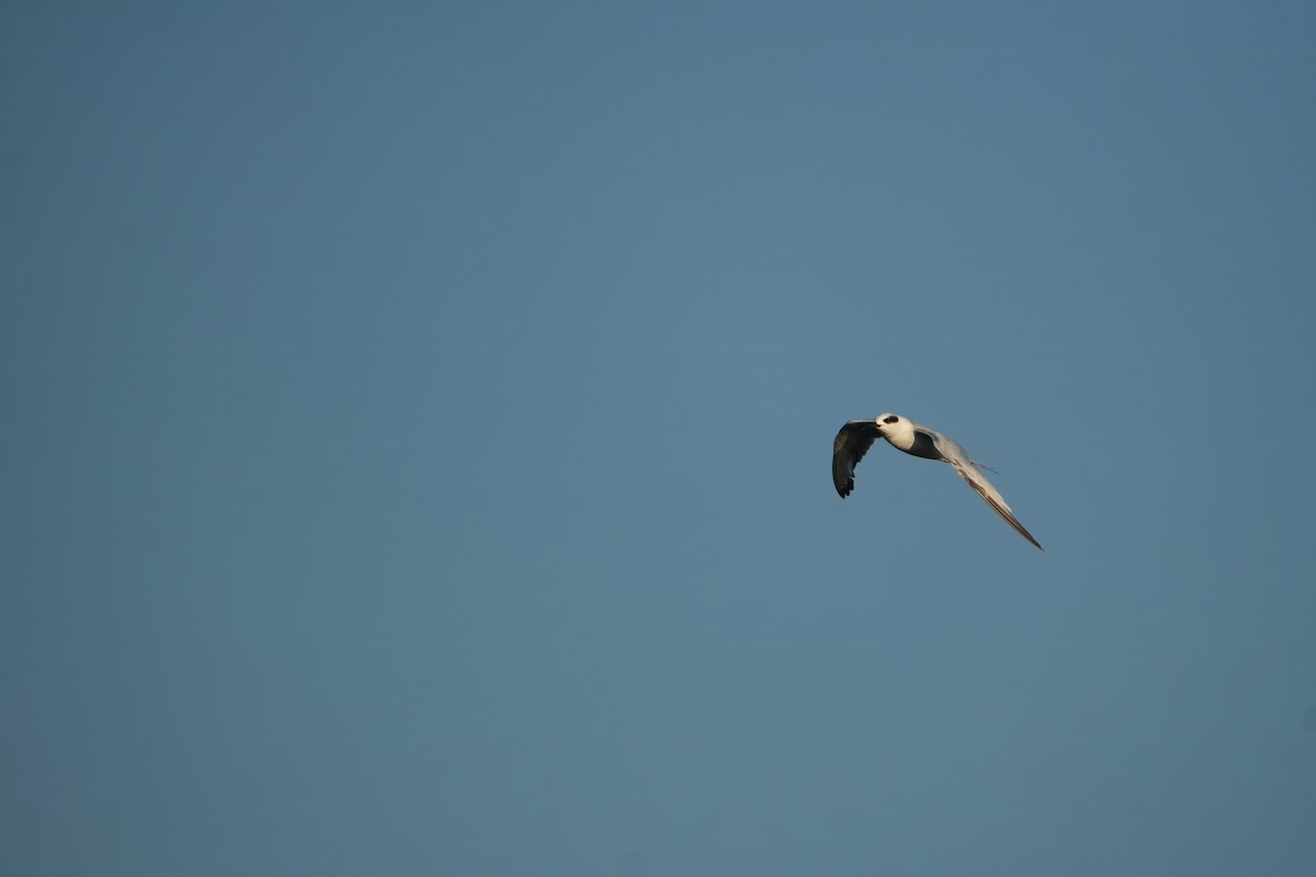 Forster's Tern - ML638483476
