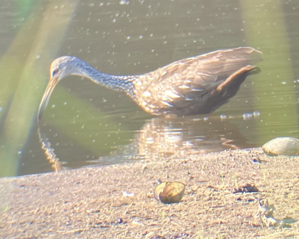 Limpkin - ML638483498