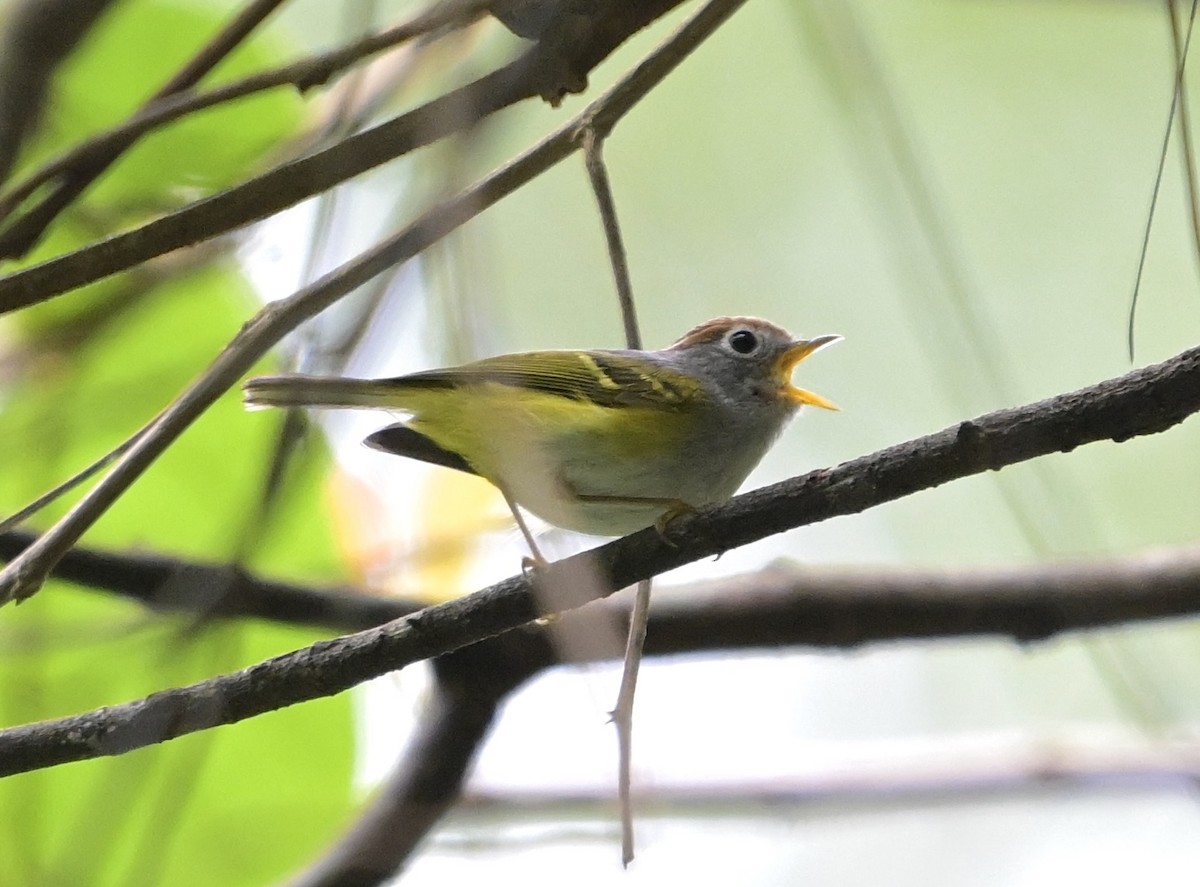 Chestnut-crowned Warbler - ML638483534
