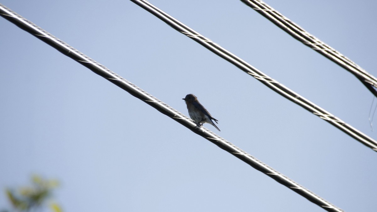 Eastern Bluebird - ML638483553
