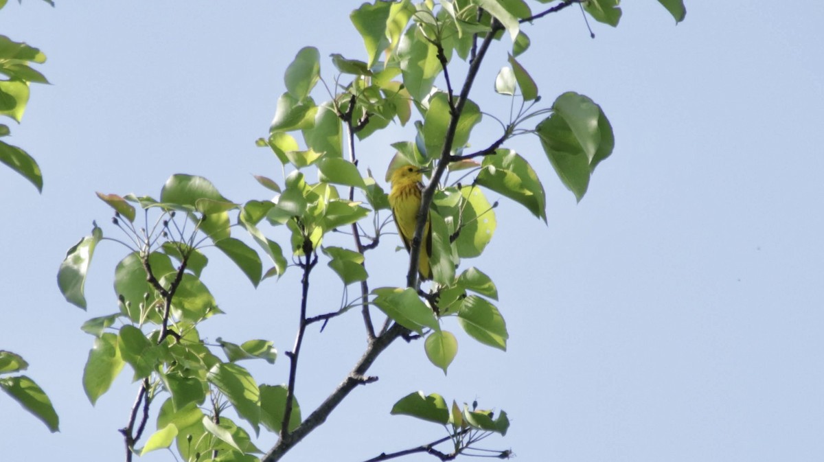 Yellow Warbler - ML638483558