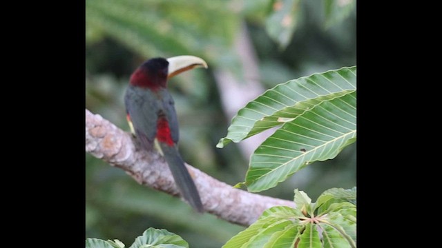 Ivory-billed Aracari - ML638483603