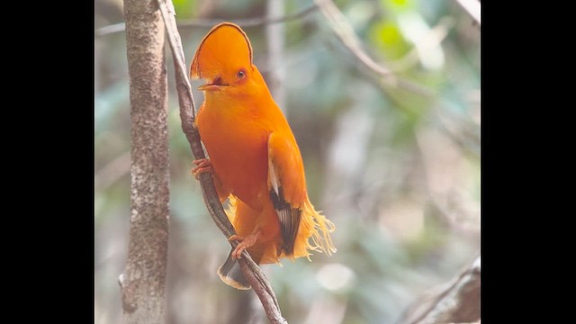 Guianan Cock-of-the-rock - ML638483625