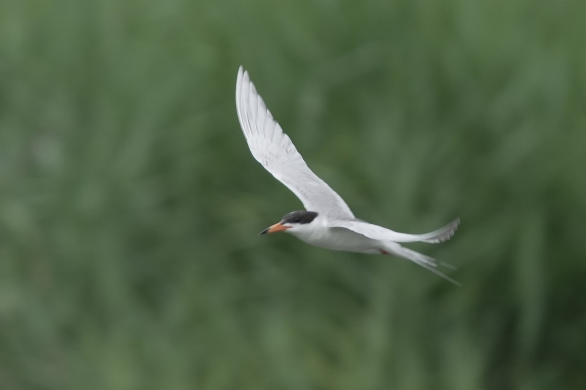 Forster's Tern - ML638483635