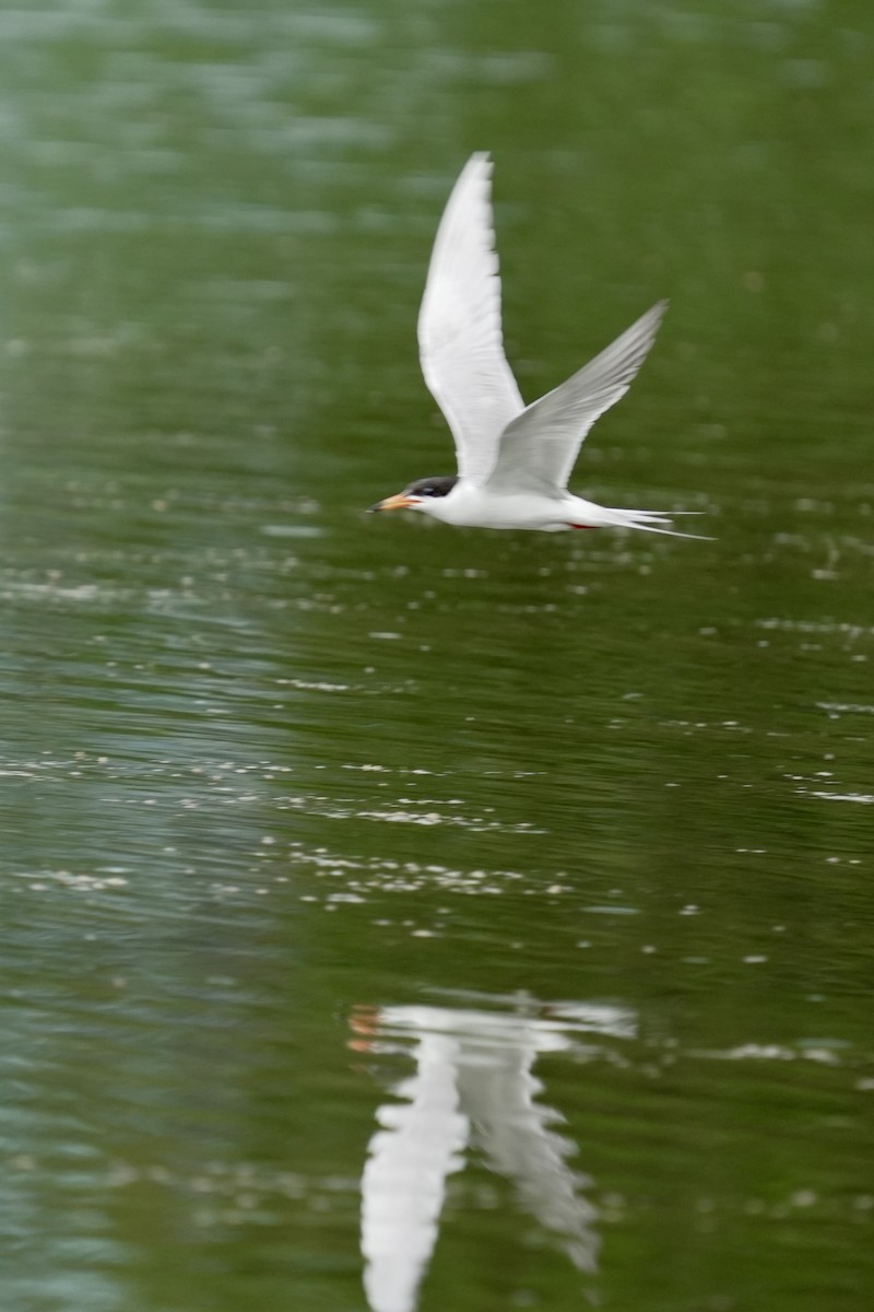 Forster's Tern - ML638483636
