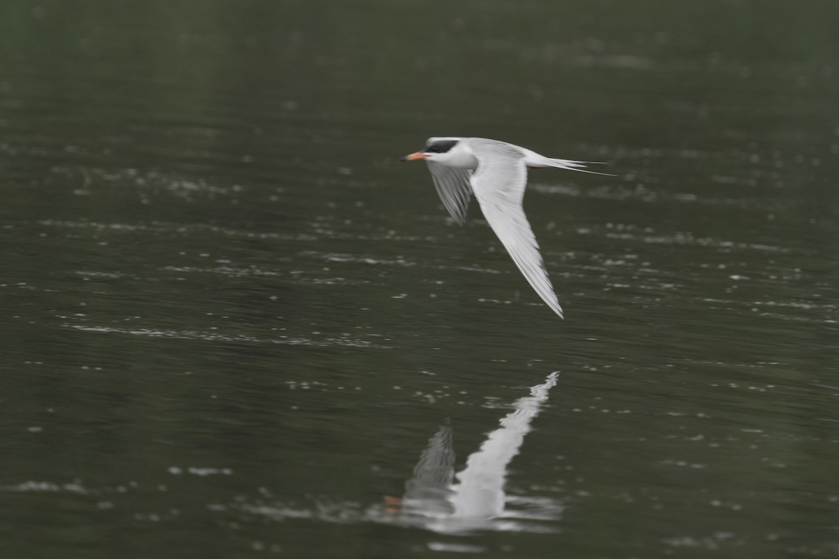 Forster's Tern - ML638483637