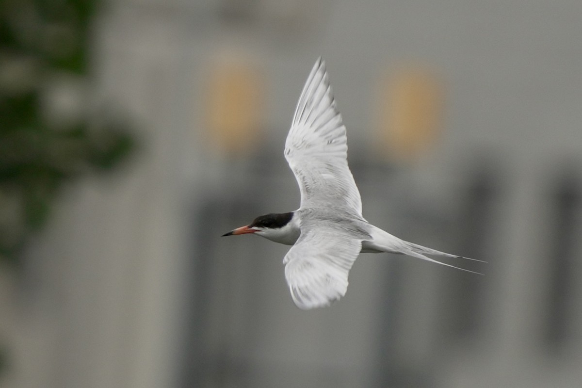 Forster's Tern - ML638483639