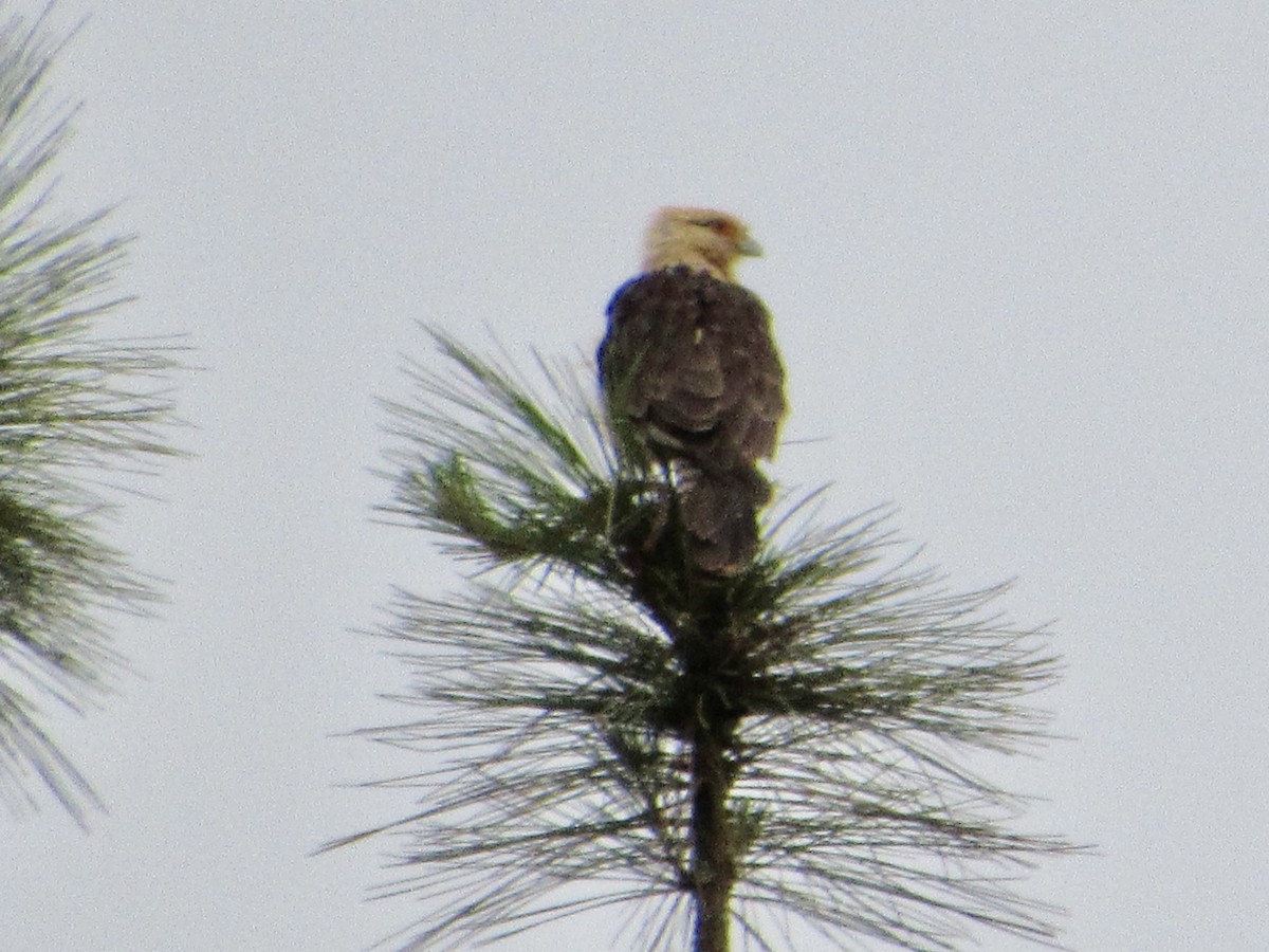 Caracara à tête jaune - ML638483643