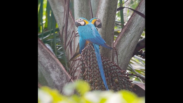 Blue-and-yellow Macaw - ML638483677