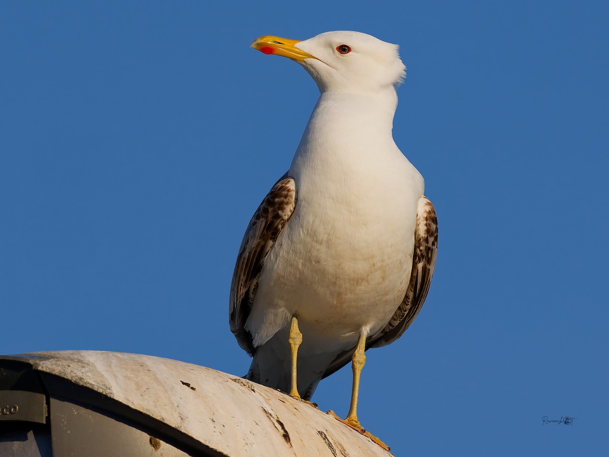 Yellow-legged Gull - ML638483732