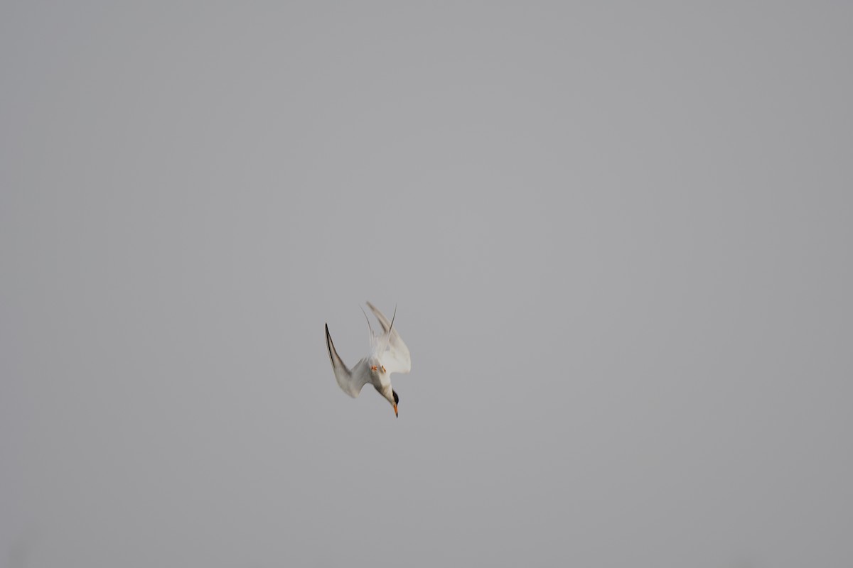 Forster's Tern - ML638483757
