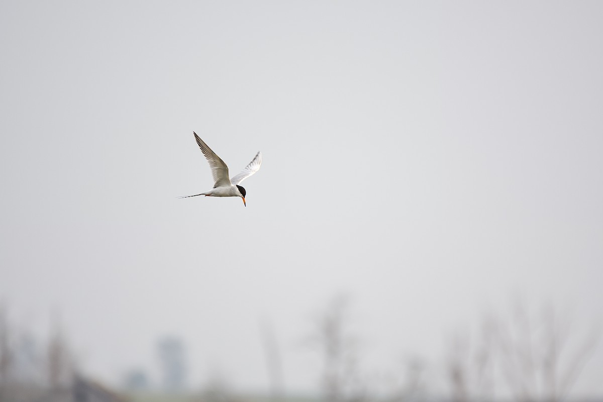 Forster's Tern - ML638483758