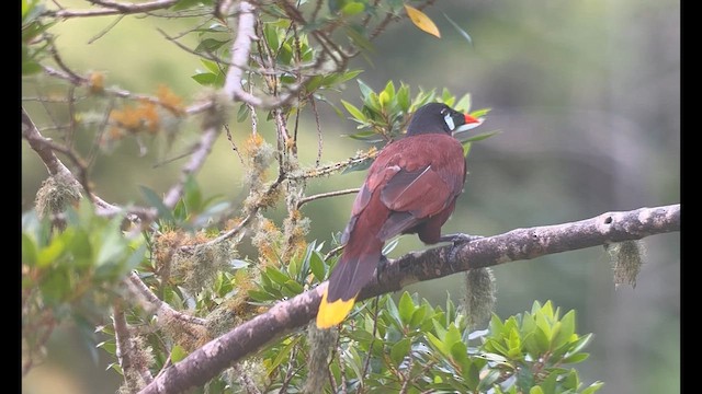 Montezuma Oropendola - ML638483774
