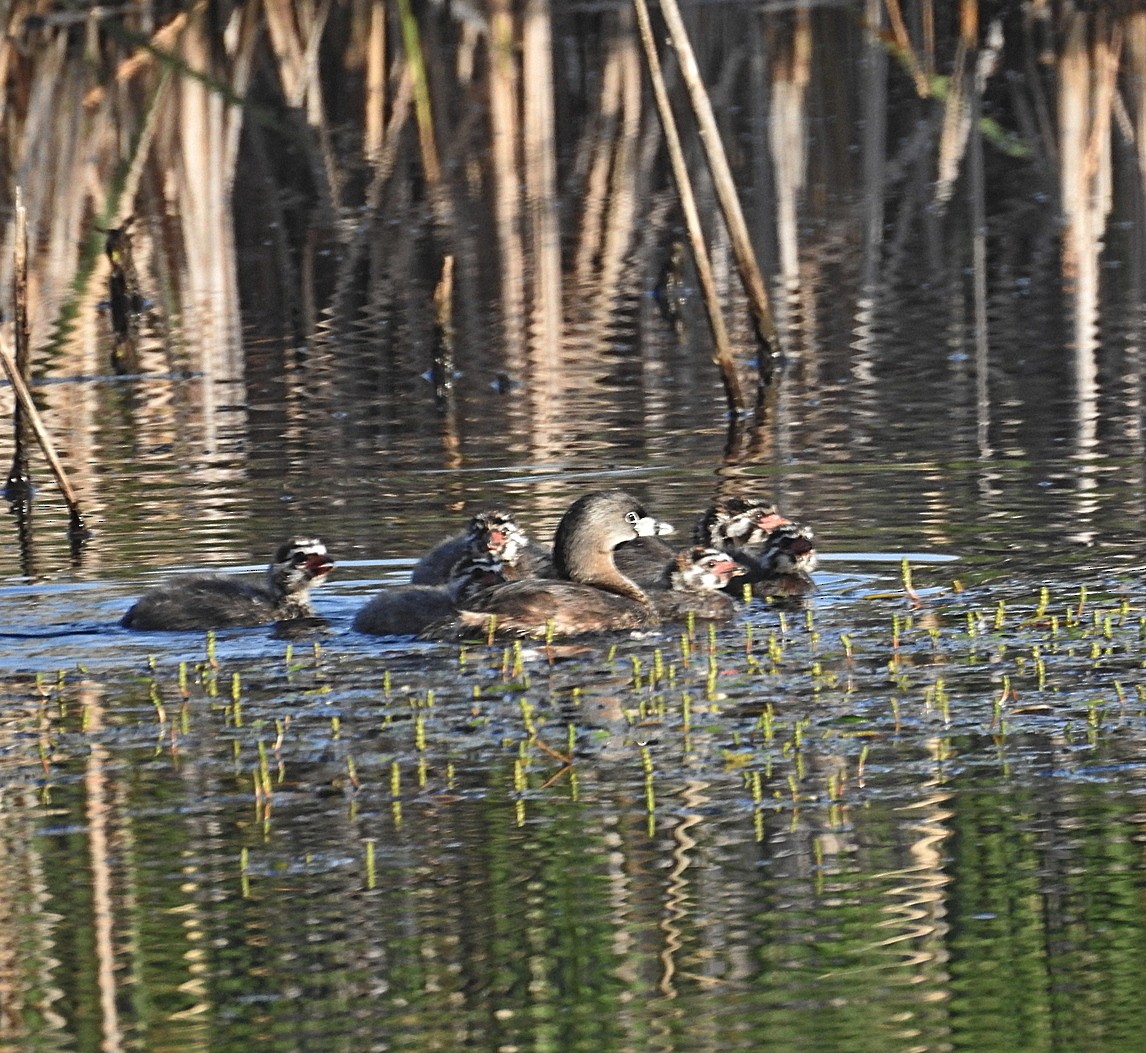オビハシカイツブリ - ML638483781