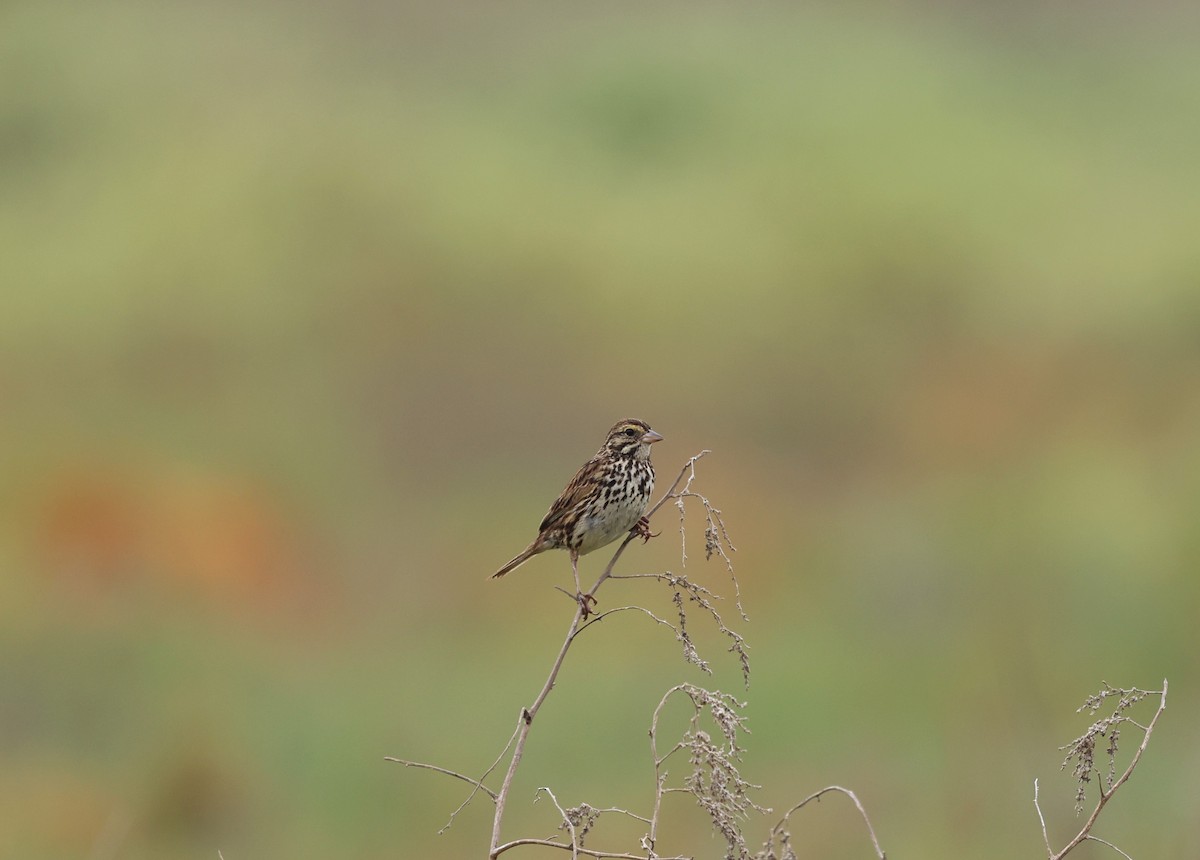 Savannah Sparrow - ML638483795