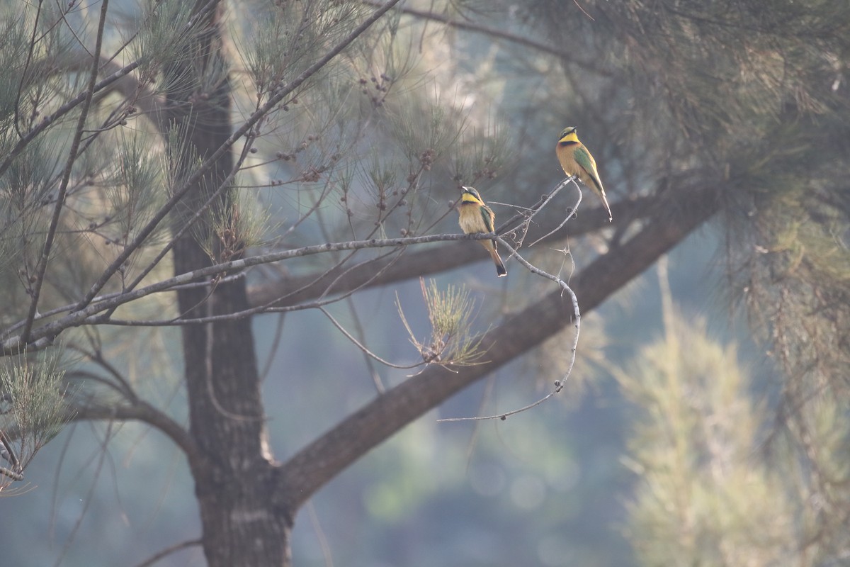 Little Bee-eater - ML638483816