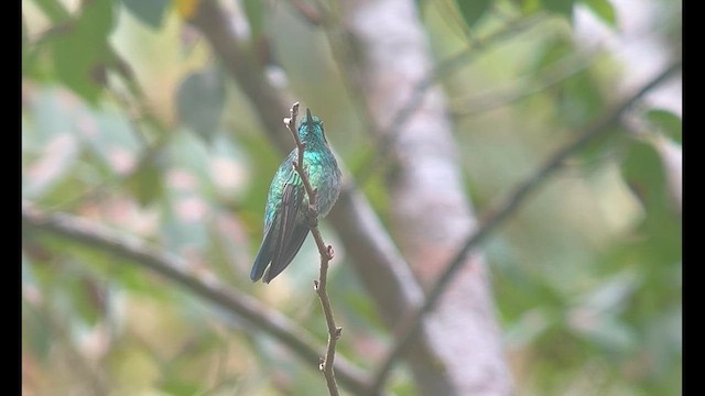 Lesser Violetear - ML638483819