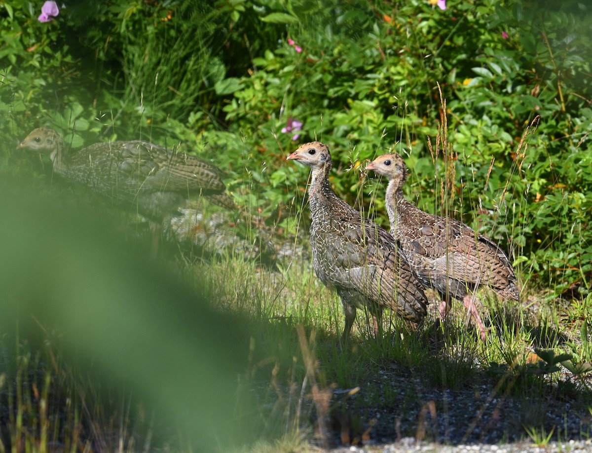 Wild Turkey - ML638483836