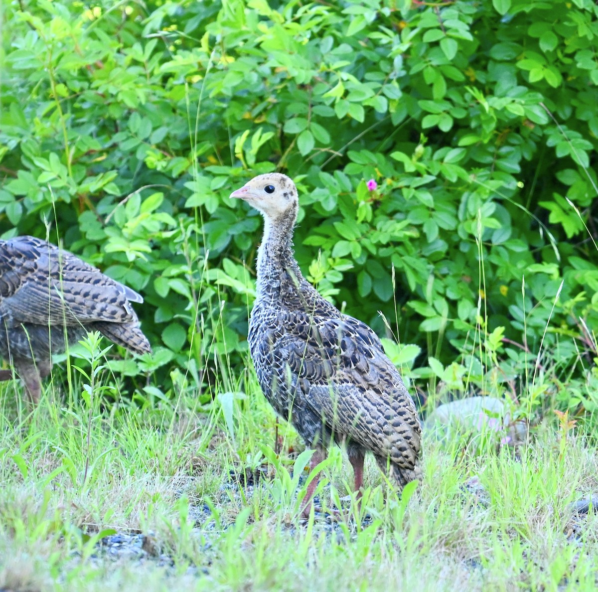 Wild Turkey - ML638483837