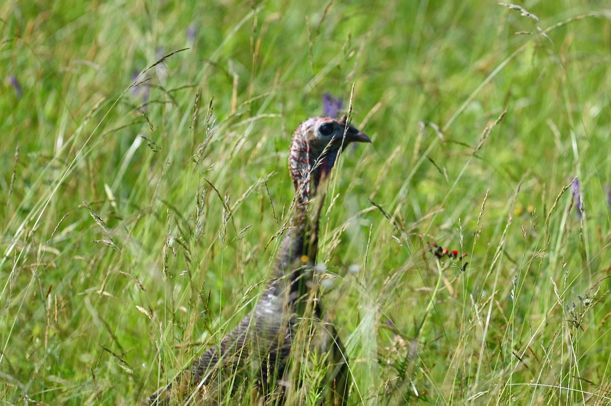 Wild Turkey - ML638483842