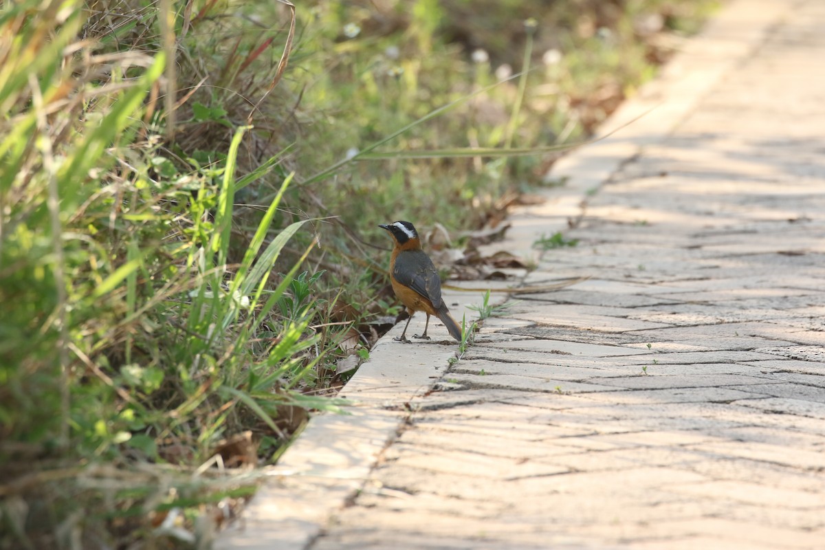 White-browed Robin-Chat - ML638483867