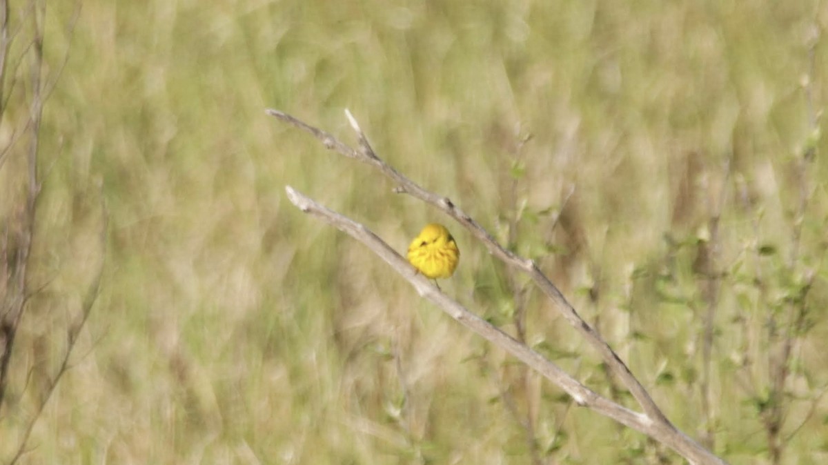 Yellow Warbler - ML638483868