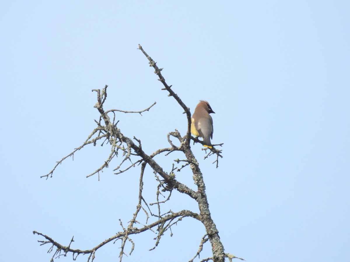 Cedar Waxwing - ML638483869