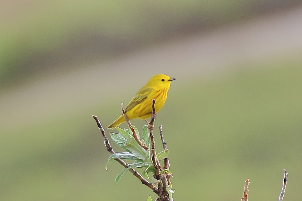 Yellow Warbler - ML638483890