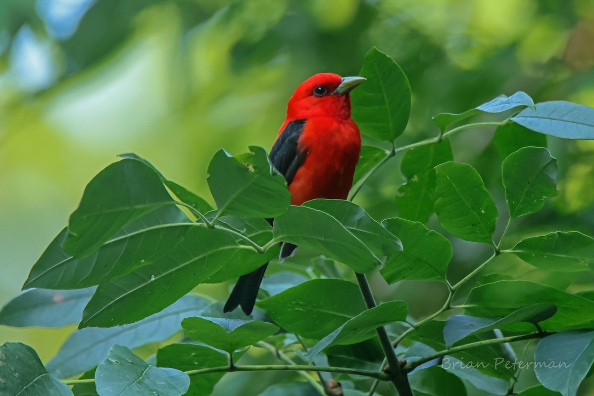 Scarlet Tanager - ML638483892