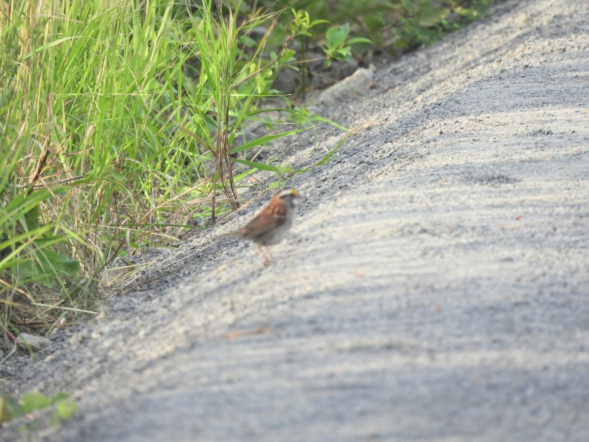 White-throated Sparrow - ML638483893