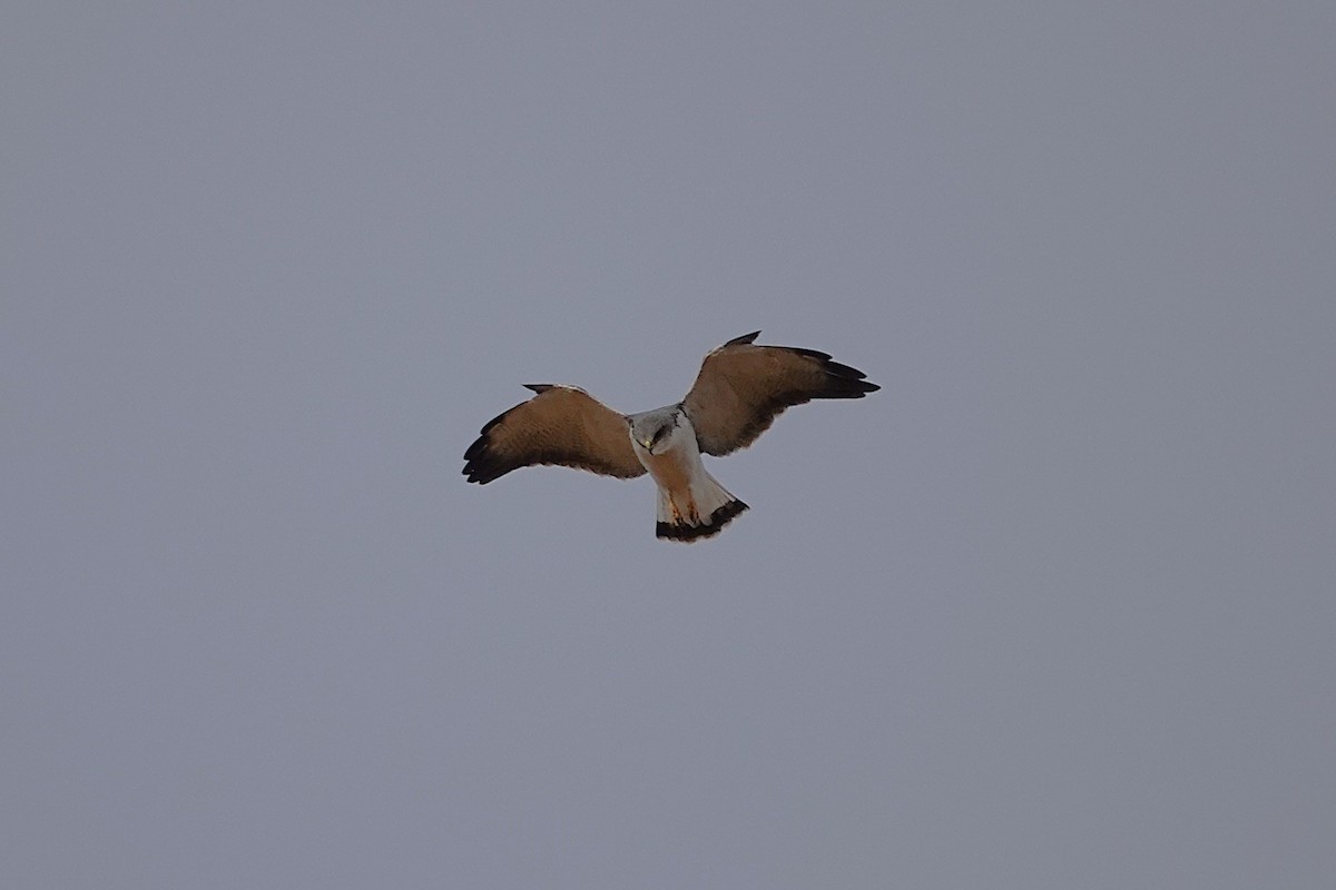 Variable Hawk - ML638483927
