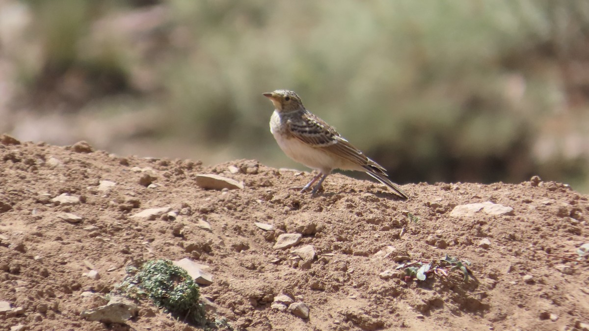 Horned Lark - ML638483932