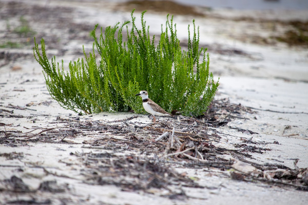 Wilson's Plover - ML638483949