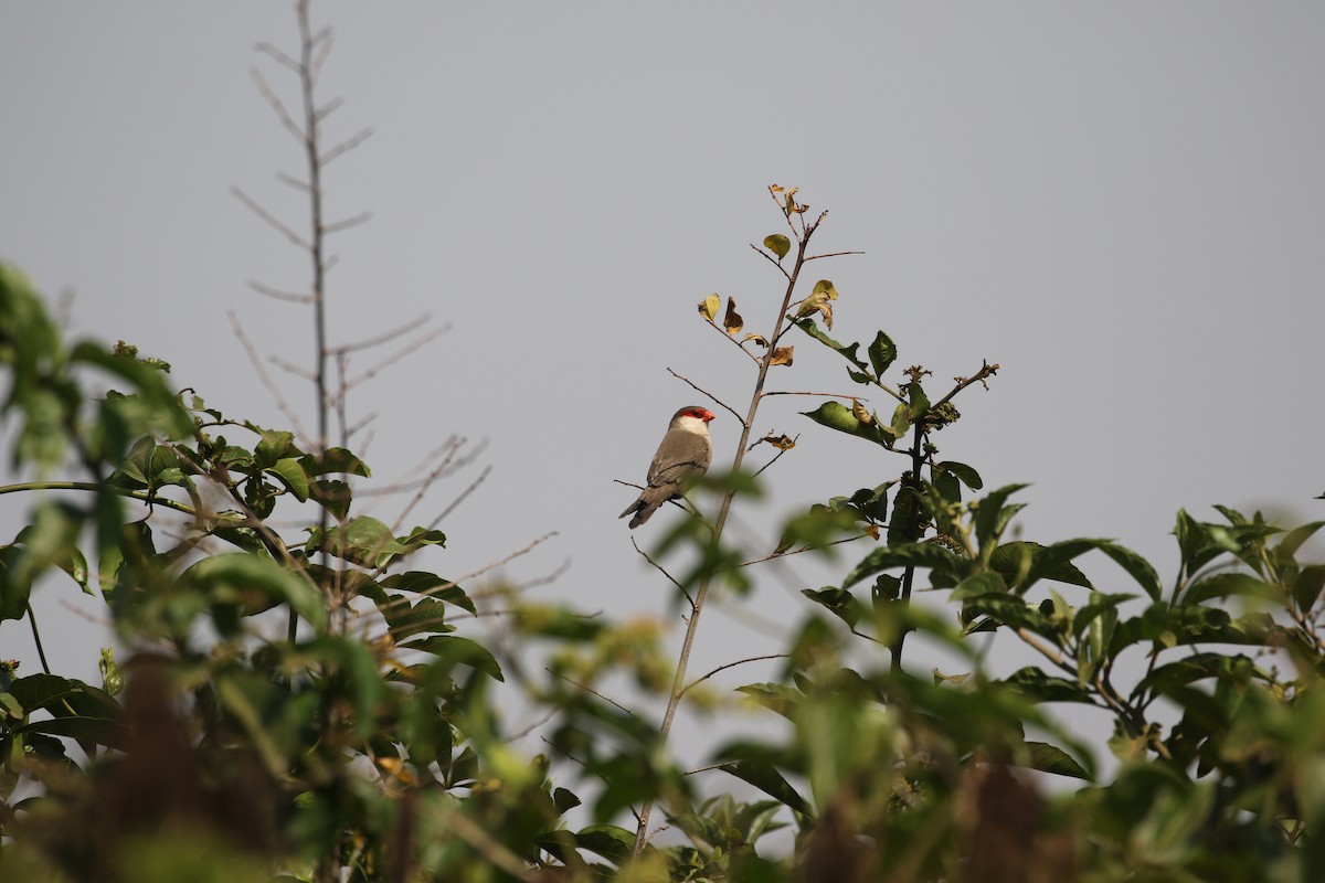 Common Waxbill - ML638483961