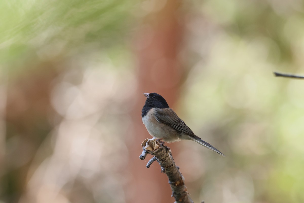 Dark-eyed Junco (Oregon) - ML638483979