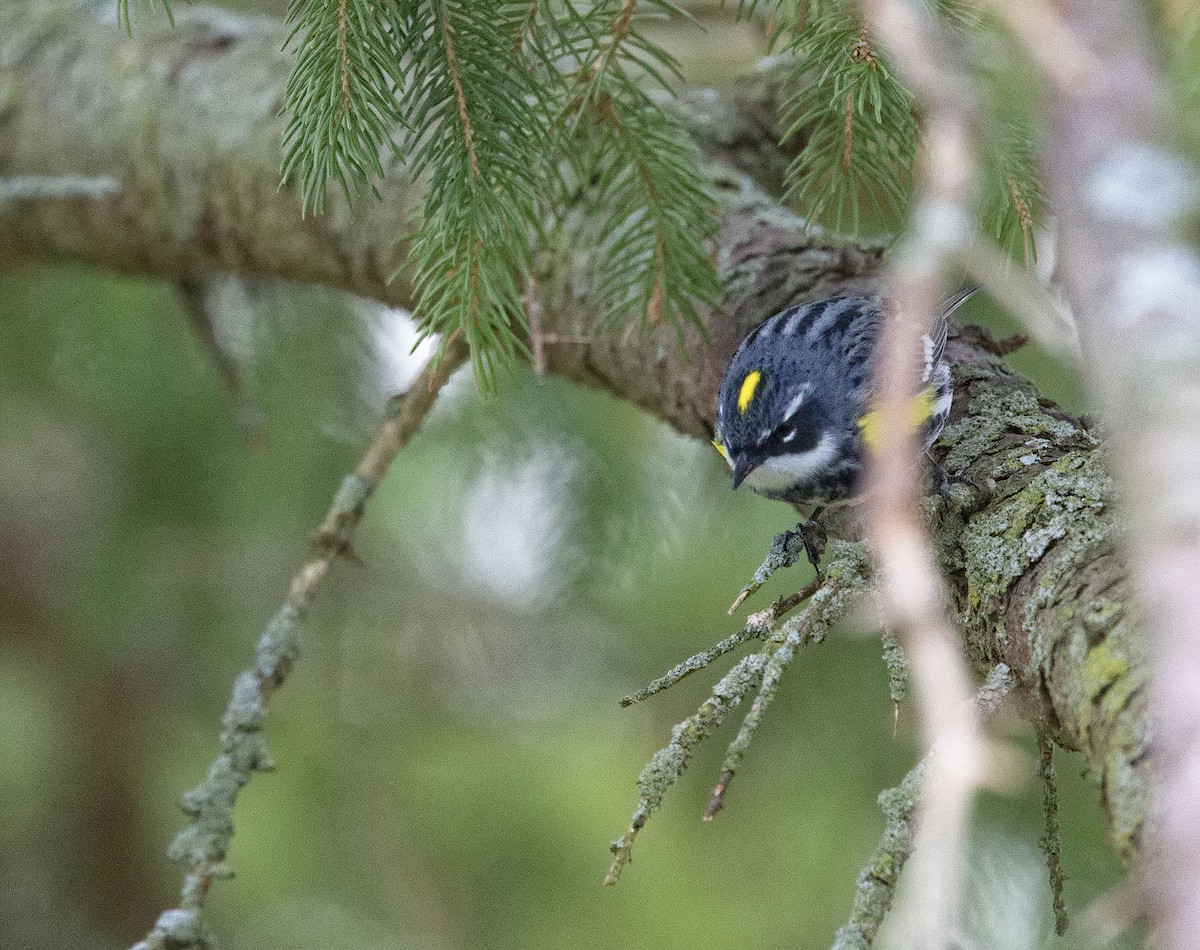lesňáček žlutoskvrnný (ssp. coronata) - ML638483980