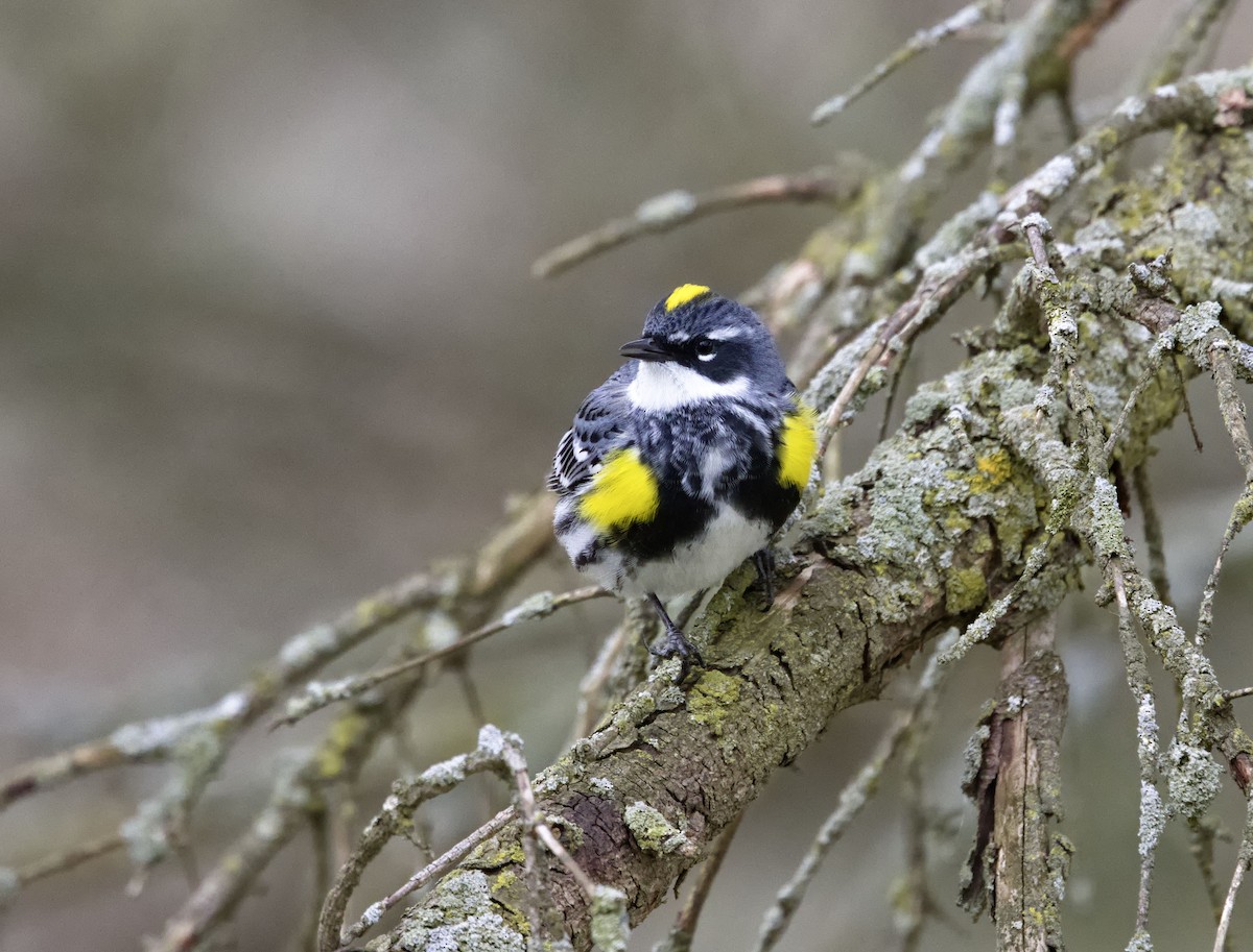 lesňáček žlutoskvrnný (ssp. coronata) - ML638483982