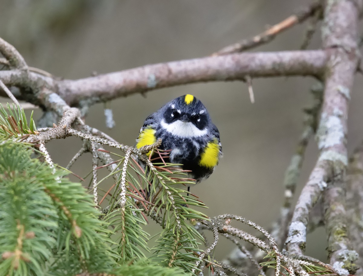 lesňáček žlutoskvrnný (ssp. coronata) - ML638483983