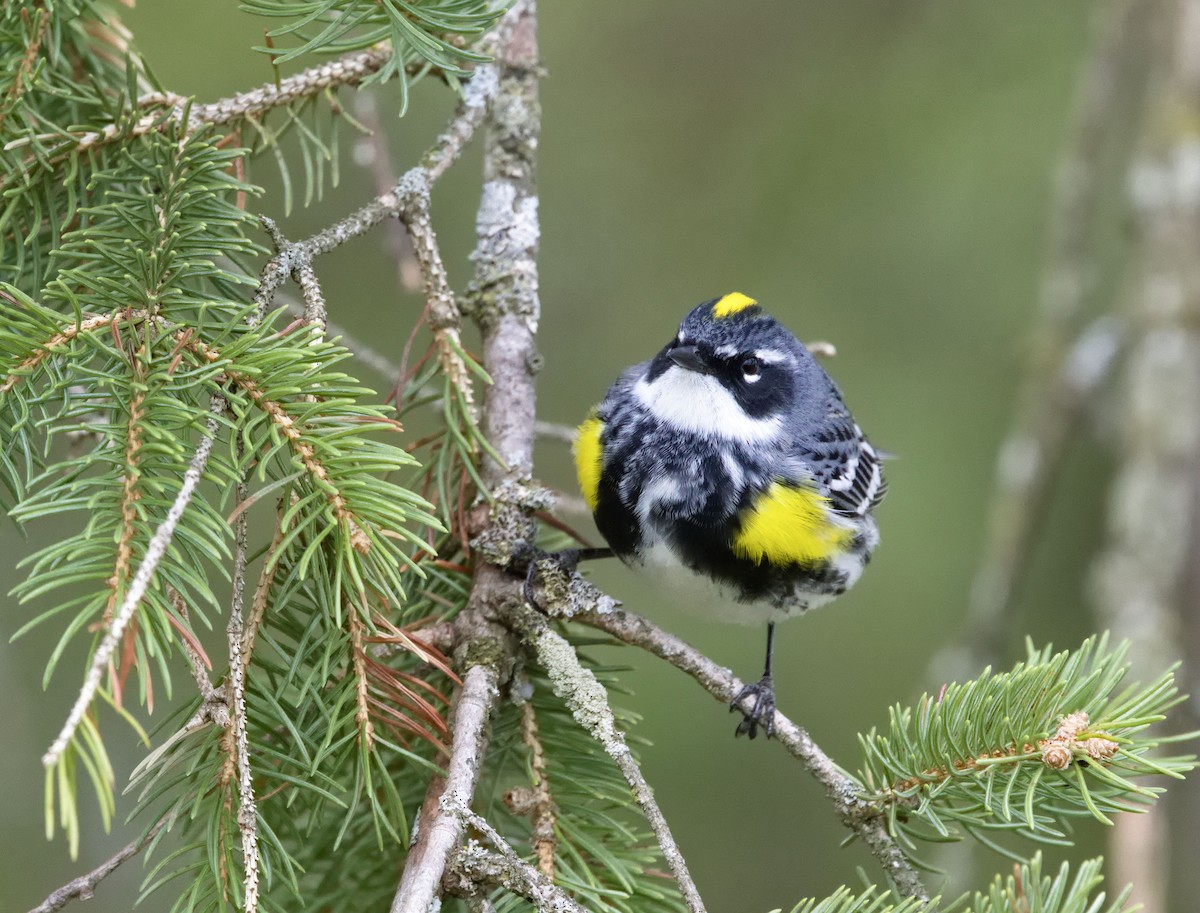 lesňáček žlutoskvrnný (ssp. coronata) - ML638483985