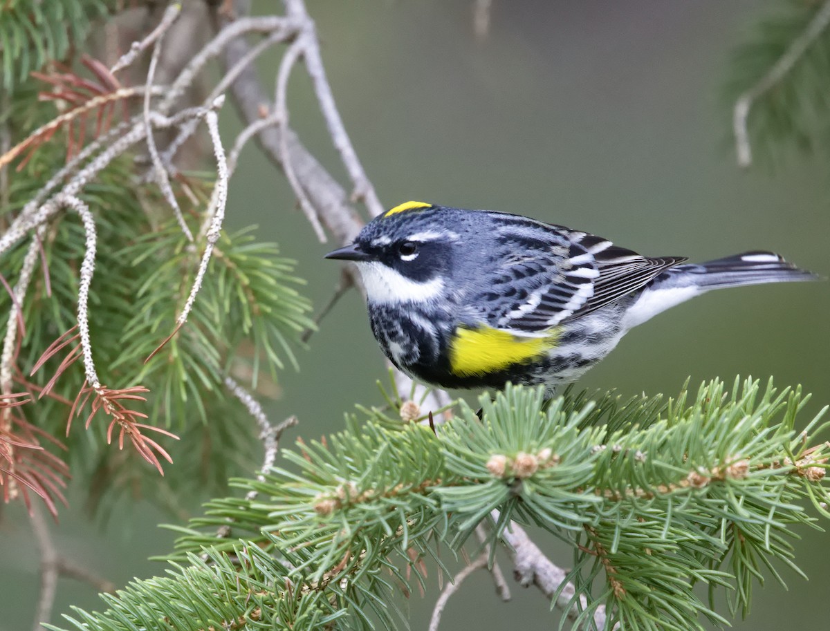 lesňáček žlutoskvrnný (ssp. coronata) - ML638483988