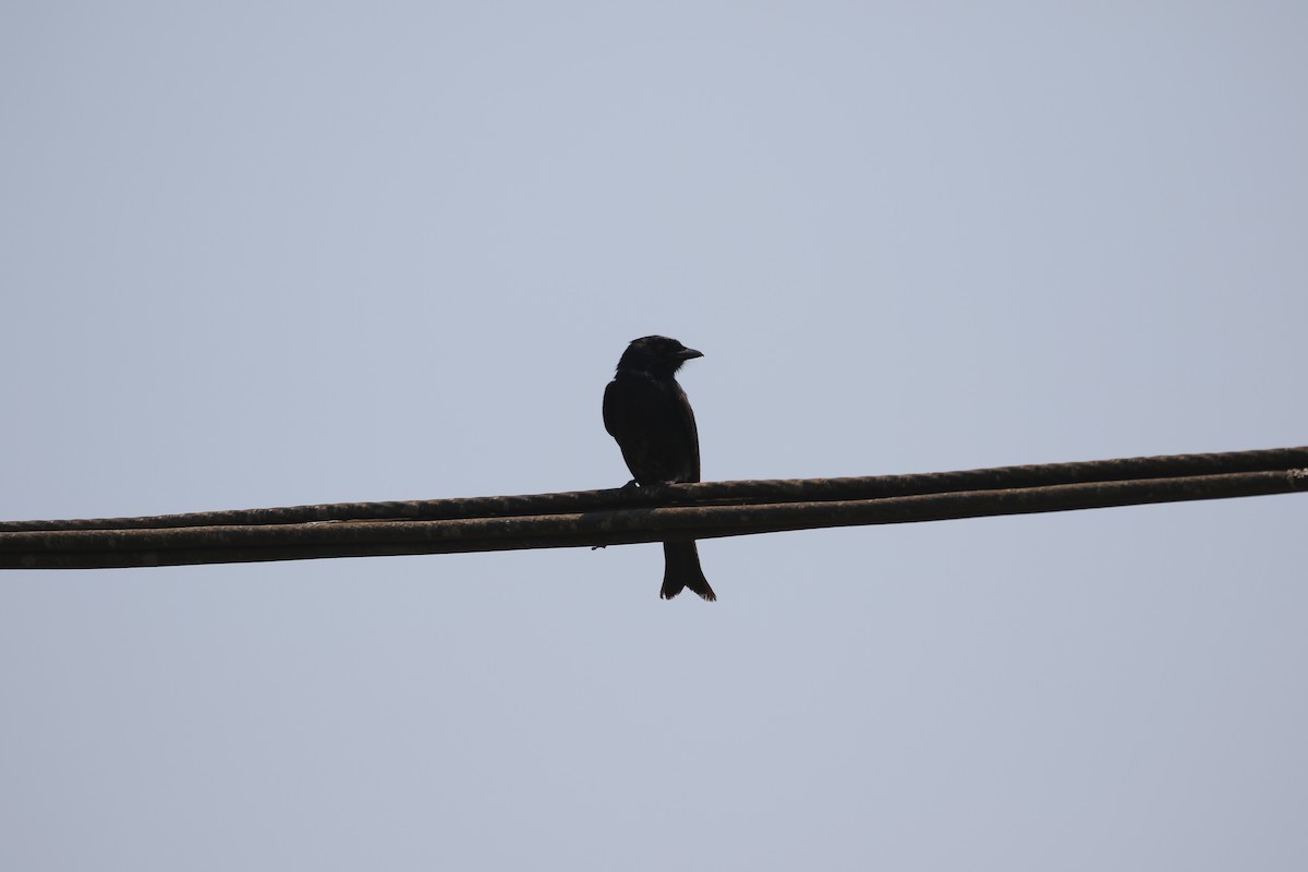 Fork-tailed Drongo - ML638484001