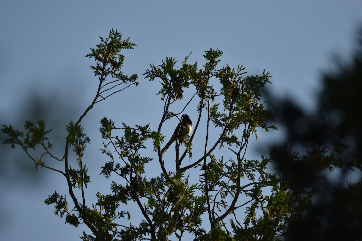 Eastern Towhee - ML638484006
