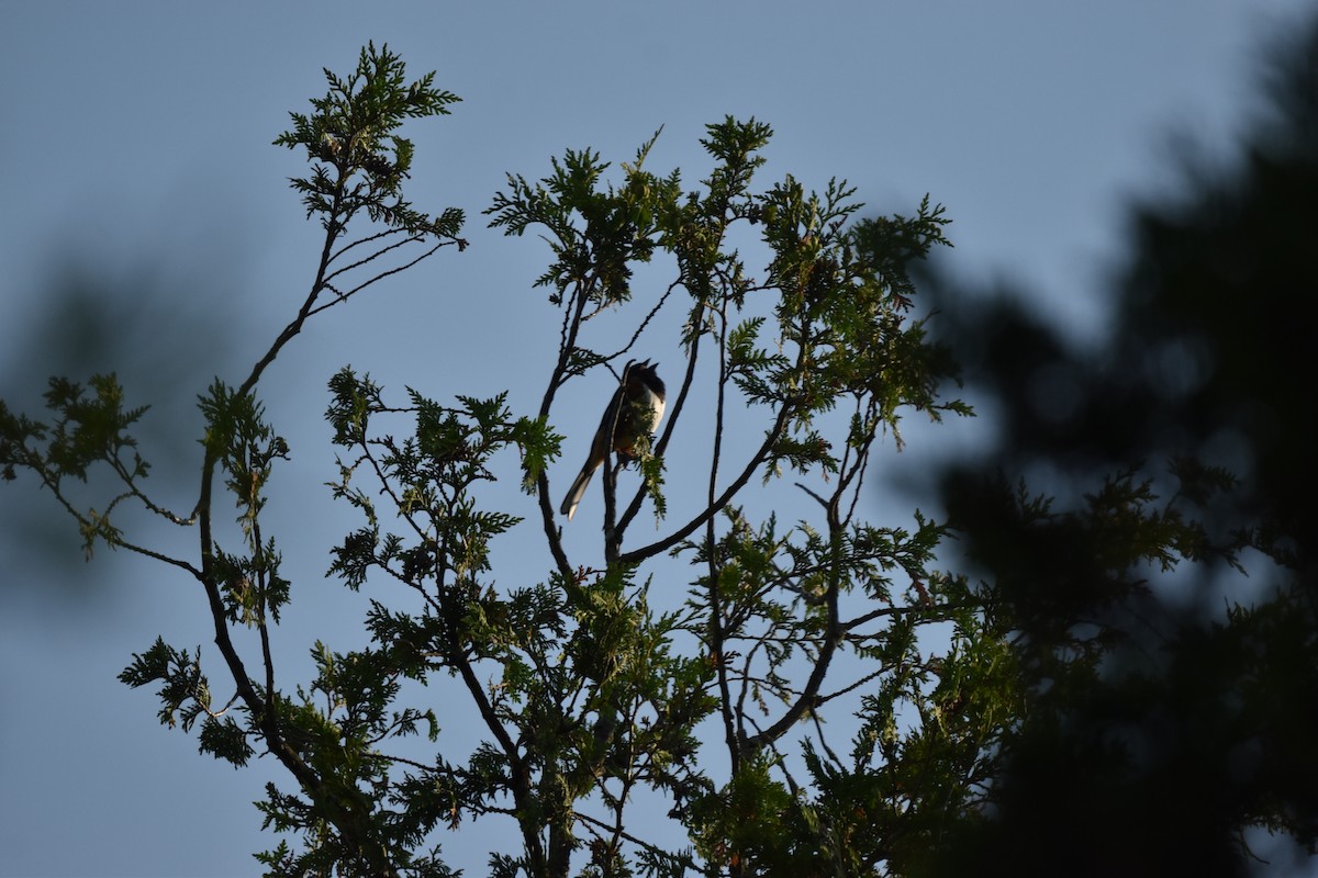 Eastern Towhee - ML638484007