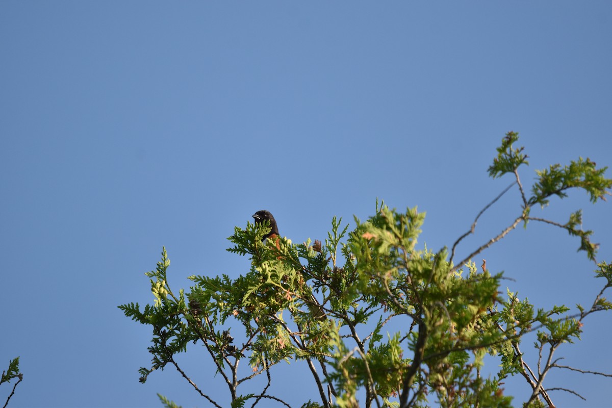 Eastern Towhee - ML638484008