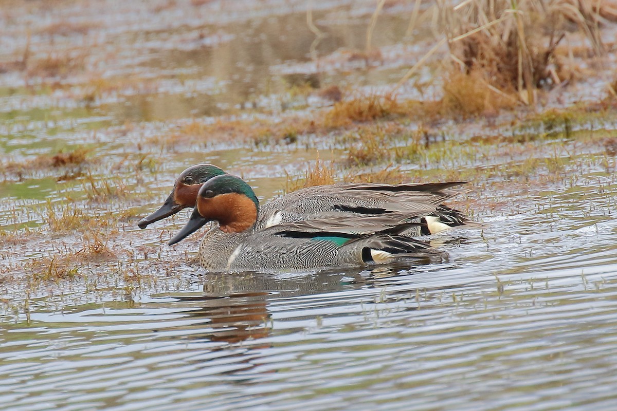Green-winged Teal - ML638484012