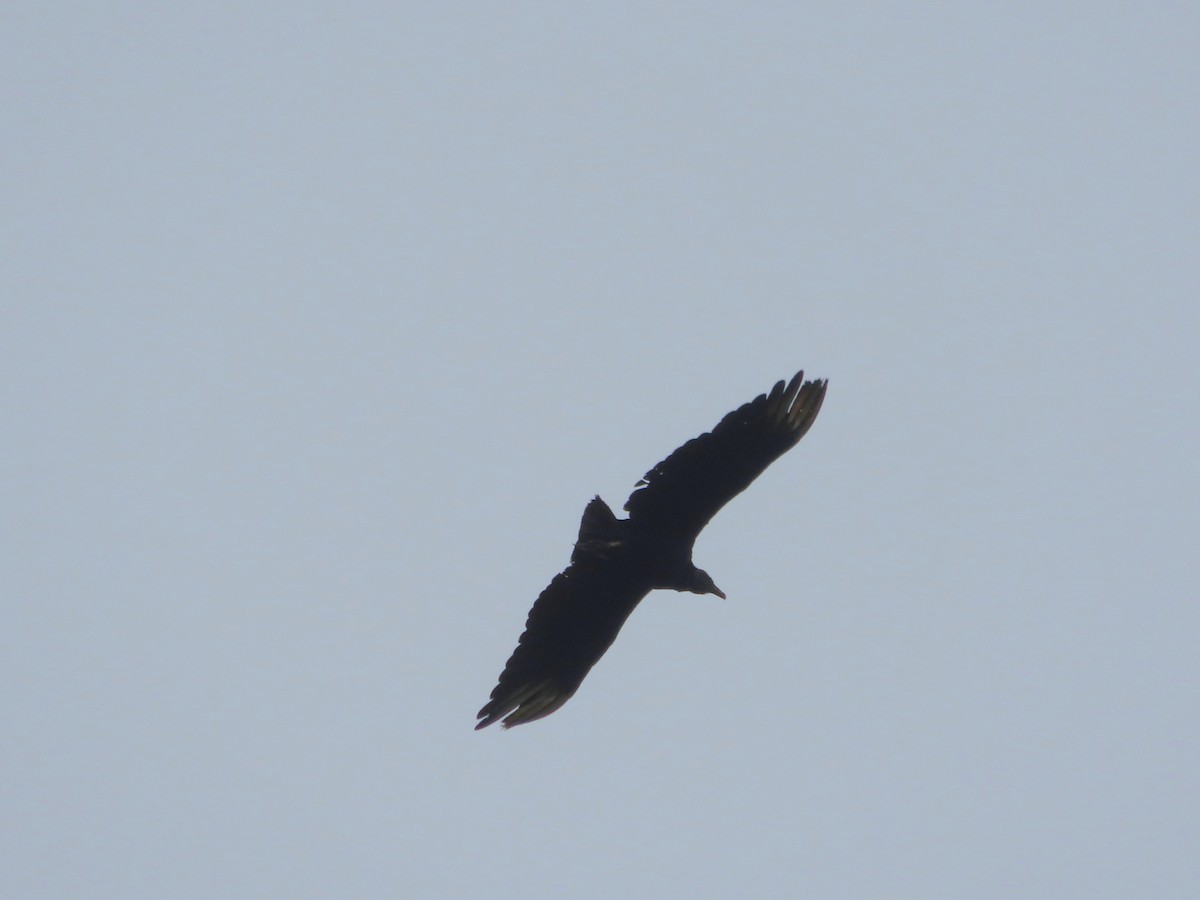 Black Vulture - ML638484026
